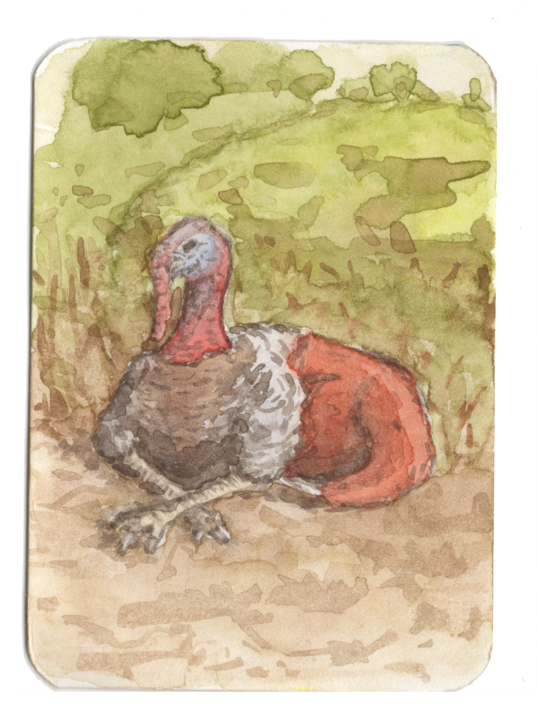 Turkey Fox